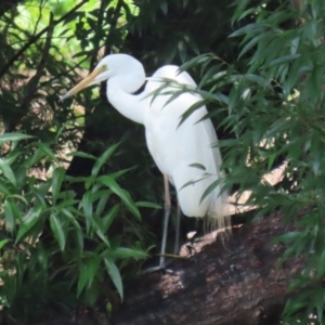 Ardea alba at Point Hut Pond - 12 Dec 2023 12:40 PM