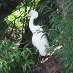 Ardea alba at Point Hut Pond - 12 Dec 2023 12:40 PM