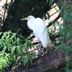 Ardea alba at Point Hut Pond - 12 Dec 2023 12:40 PM