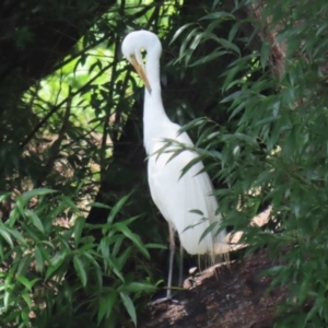 Ardea alba at Point Hut Pond - 12 Dec 2023 12:40 PM