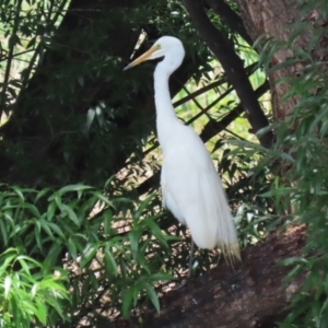 Ardea alba at Point Hut Pond - 12 Dec 2023 12:40 PM