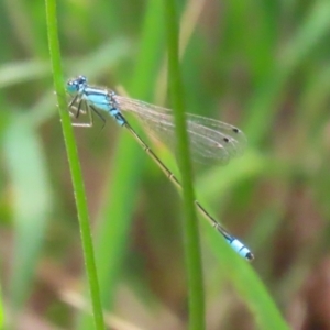 Ischnura heterosticta at Point Hut Pond - 12 Dec 2023 12:10 PM