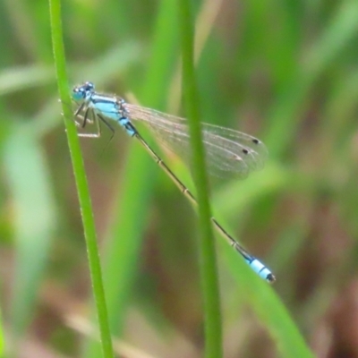 Ischnura heterosticta (Common Bluetail Damselfly) at Point Hut Pond - 12 Dec 2023 by RodDeb