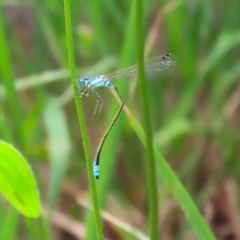 Ischnura heterosticta at Point Hut Pond - 12 Dec 2023