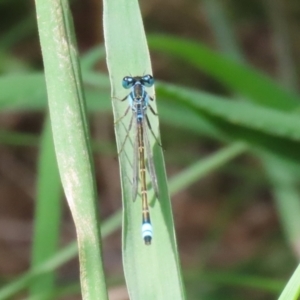 Ischnura heterosticta at Point Hut Pond - 12 Dec 2023