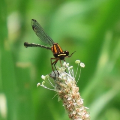 Nososticta solida (Orange Threadtail) at Point Hut Pond - 12 Dec 2023 by RodDeb