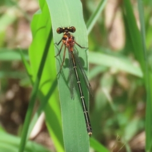 Nososticta solida at Point Hut Pond - 12 Dec 2023