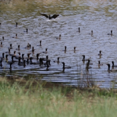 Phalacrocorax sulcirostris (Little Black Cormorant) at Point Hut Pond - 12 Dec 2023 by RodDeb