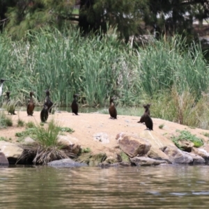 Phalacrocorax sulcirostris at Point Hut Pond - 12 Dec 2023 11:55 AM