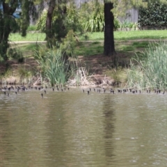 Phalacrocorax sulcirostris at Point Hut Pond - 12 Dec 2023