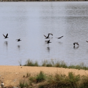 Phalacrocorax sulcirostris at Point Hut Pond - 12 Dec 2023