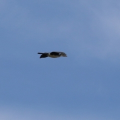 Microcarbo melanoleucos (Little Pied Cormorant) at Point Hut Pond - 12 Dec 2023 by RodDeb