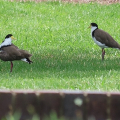 Vanellus miles (Masked Lapwing) at Gordon, ACT - 12 Dec 2023 by RodDeb