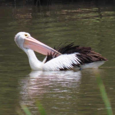 Pelecanus conspicillatus (Australian Pelican) at Gordon, ACT - 12 Dec 2023 by RodDeb