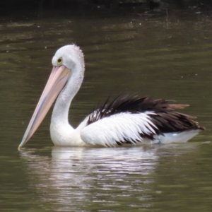 Pelecanus conspicillatus at Point Hut Pond - 12 Dec 2023 12:51 PM