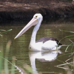 Pelecanus conspicillatus at Point Hut Pond - 12 Dec 2023