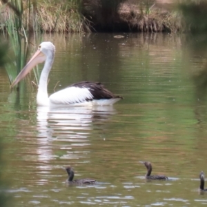 Pelecanus conspicillatus at Point Hut Pond - 12 Dec 2023