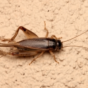 Lepidogryllus sp. (genus) at Ainslie, ACT - 10 Dec 2023 08:17 PM