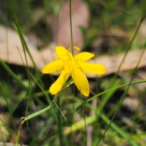 Hypoxis hygrometrica var. hygrometrica at QPRC LGA - 13 Dec 2023