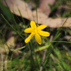 Hypoxis hygrometrica var. hygrometrica at QPRC LGA - 13 Dec 2023