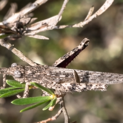 Coryphistes ruricola (Bark-mimicking Grasshopper) at Stromlo, ACT - 12 Dec 2023 by Roger