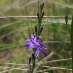 Caesia calliantha (Blue Grass-lily) at QPRC LGA - 13 Dec 2023 by Csteele4