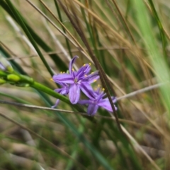 Caesia calliantha at QPRC LGA - 13 Dec 2023