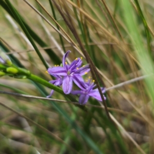 Caesia calliantha at QPRC LGA - 13 Dec 2023