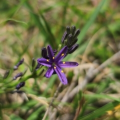 Caesia calliantha at QPRC LGA - 13 Dec 2023