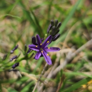 Caesia calliantha at QPRC LGA - 13 Dec 2023