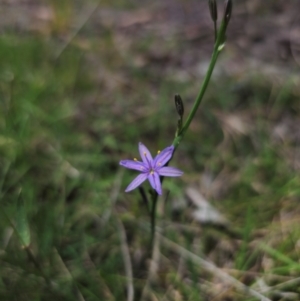 Caesia calliantha at QPRC LGA - 13 Dec 2023