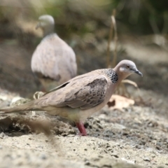 Spilopelia chinensis (Spotted Dove) at Gordon, ACT - 12 Dec 2023 by RodDeb