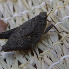 Tetrigidae (family) (Pygmy grasshopper) at Mongarlowe River - 16 Nov 2019 by arjay