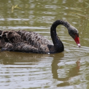 Cygnus atratus at Point Hut Pond - 12 Dec 2023 12:54 PM