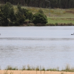 Cygnus atratus at Point Hut Pond - 12 Dec 2023 12:54 PM