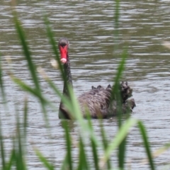 Cygnus atratus at Point Hut Pond - 12 Dec 2023 12:54 PM