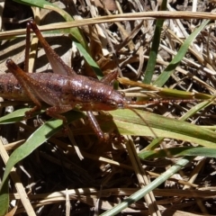 Austrosalomona sp. (genus) (Coastal katydid or Spine-headed katydid) at Mongarlowe River - 9 Nov 2019 by arjay