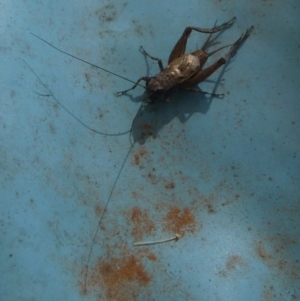 Bobilla sp. (genus) at QPRC LGA - suppressed