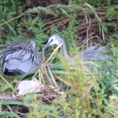 Egretta novaehollandiae (White-faced Heron) at Gordon, ACT - 12 Dec 2023 by RodDeb