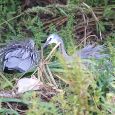 Egretta novaehollandiae (White-faced Heron) at Point Hut Pond - 12 Dec 2023 by RodDeb