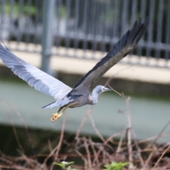 Egretta novaehollandiae at Point Hut Pond - 12 Dec 2023