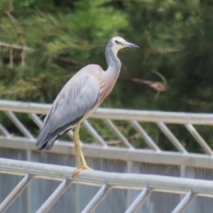 Egretta novaehollandiae at Point Hut Pond - 12 Dec 2023