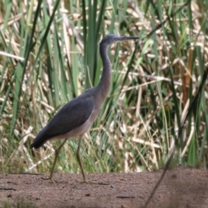 Egretta novaehollandiae at Point Hut Pond - 12 Dec 2023