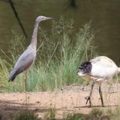 Egretta novaehollandiae at Point Hut Pond - 12 Dec 2023