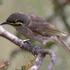 Caligavis chrysops at Point Hut Pond - 12 Dec 2023