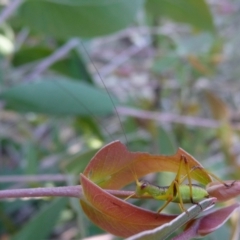 Torbia viridissima (Gum Leaf Katydid) at QPRC LGA - 26 Nov 2016 by arjay