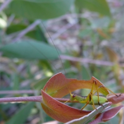 Torbia viridissima (Gum Leaf Katydid) at Mongarlowe River - 26 Nov 2016 by arjay