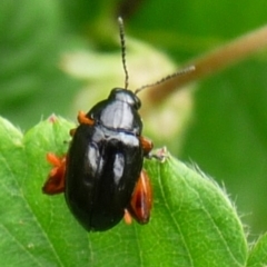 Altica sp. (genus) (Flea beetle) at Mongarlowe River - 1 Jan 2014 by arjay