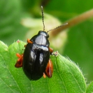 Altica sp. (genus) at QPRC LGA - suppressed