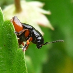 Altica sp. (genus) at QPRC LGA - 1 Jan 2014